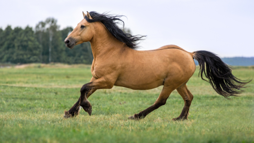 Conheça, com Aldo Vendramin, as funções essenciais de cada profissional no manejo e na rotina equestre.