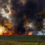 Chamas intensas e fumaça espessa avançam por uma área de vegetação seca durante um incêndio.